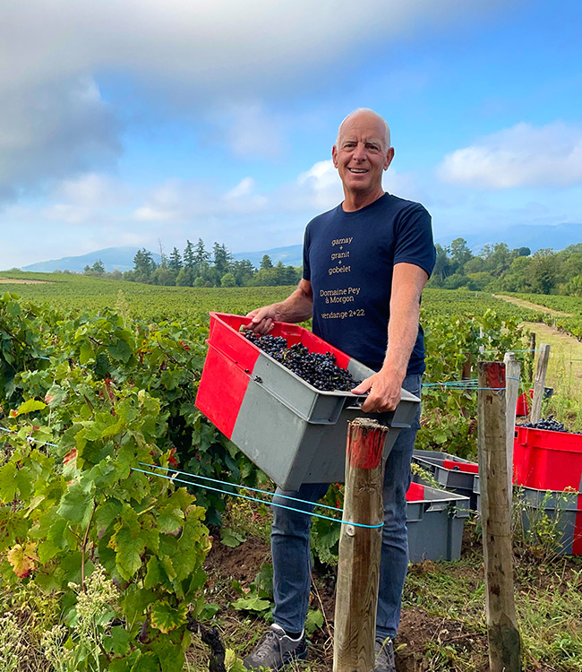 Jonathan Pey holding bin of grapes during harvest in Morgon Cru, France