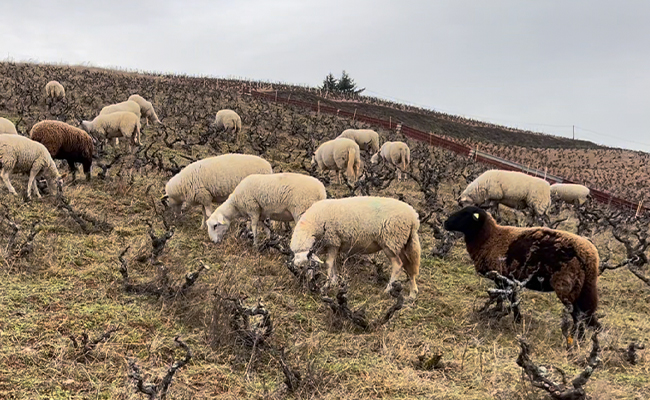 Sheep grazing in Morgon cru vineyard