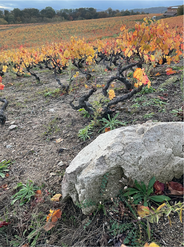70 year-old Gamay Noir vines planted in pink granite soil
