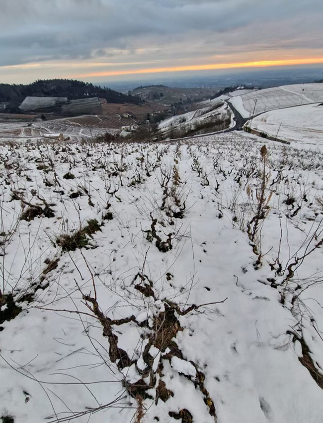 Snowy winter sunrise in my Fleurie vineyard