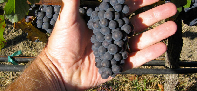 Hand holding red wine grapes