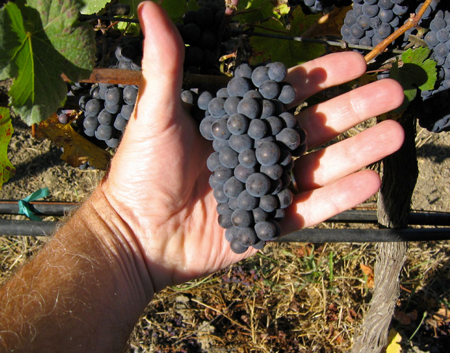 Hand holding red wine grapes