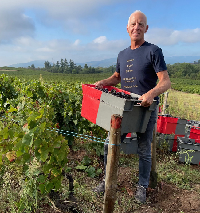 Jonathan Pey in Morgon Cru "Bellevue" vineyard during harvest