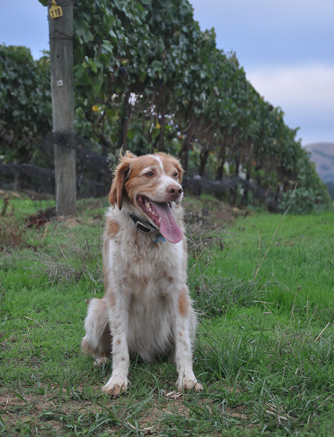 Ollie the dog taking a rest in the vineyard